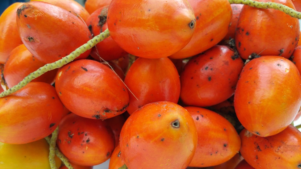 frutos para degustar em Roraima